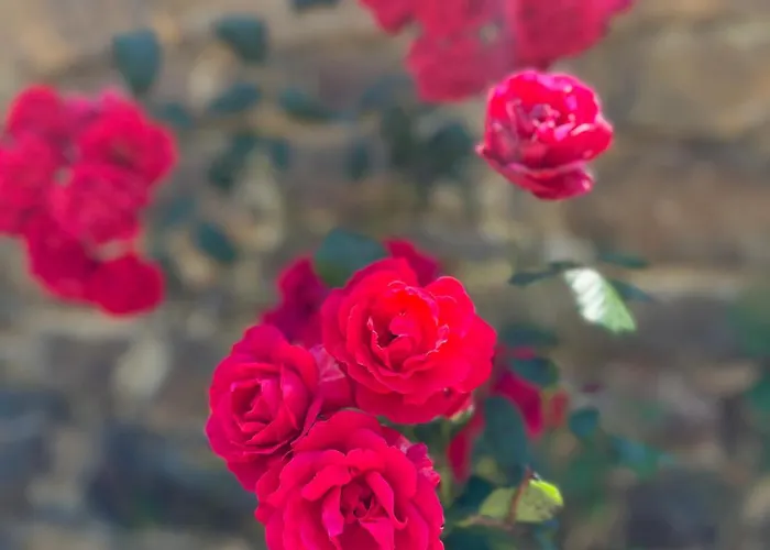 Giant Canvas Tent Agro-turismo Quinta Da Fonte *