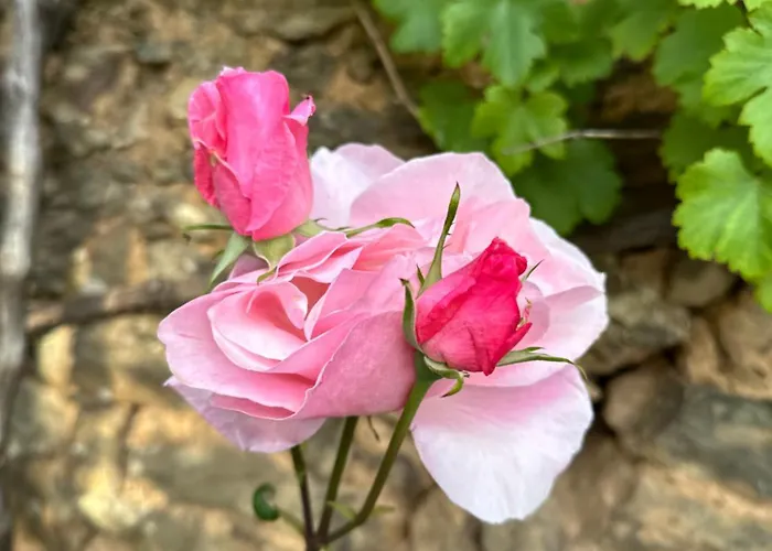 ラグジュアリーテント Giant Canvas Tent Agro-turismo Quinta Da Fonte フィゲイロー・ドス・ヴィーニョス